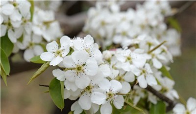 خصوصیات مورفولوژیکی گلابی